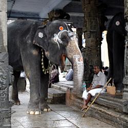 Kanchipuram - Kamakshi Amman temple