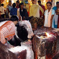 Madurai - Meenakshi Temple (sollicitation des conseils du dieu Nandi)